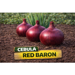 Cebula Dymka Red Baron 250g Kaliber 10–21 Intensywnie Czerwona Plon